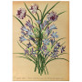 Постер "Botanical flowers"