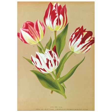 Постер "Botanical flowers"