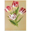 Постер "Botanical flowers"