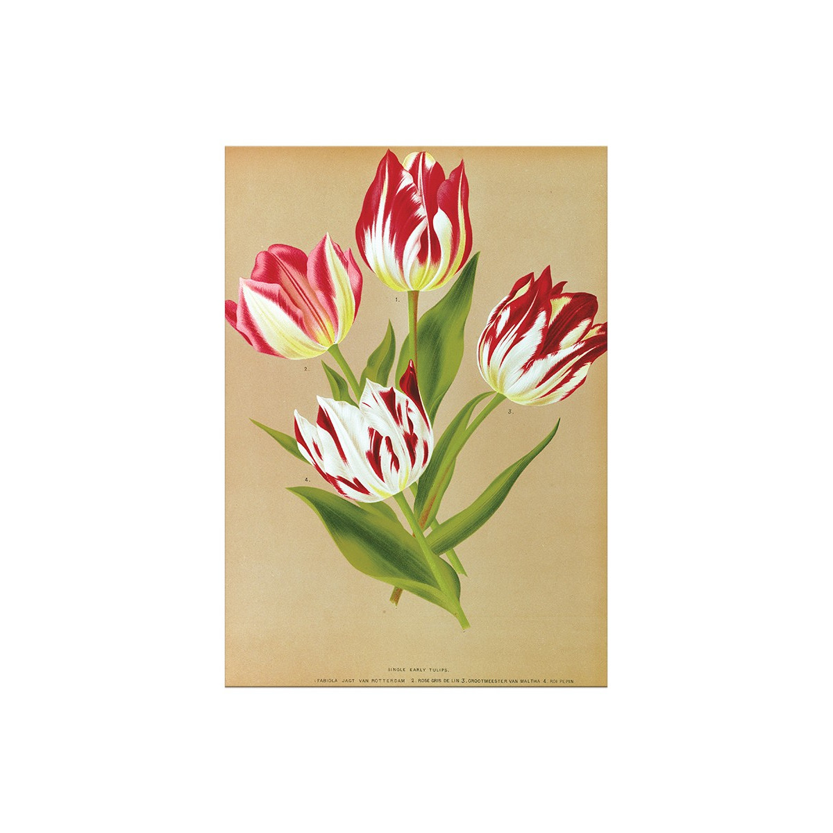 Постер "Botanical flowers"