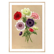 Постер "Botanical flowers"