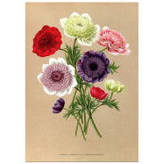 Постер "Botanical flowers"