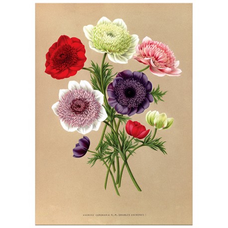 Постер "Botanical flowers"