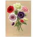 Постер "Botanical flowers"