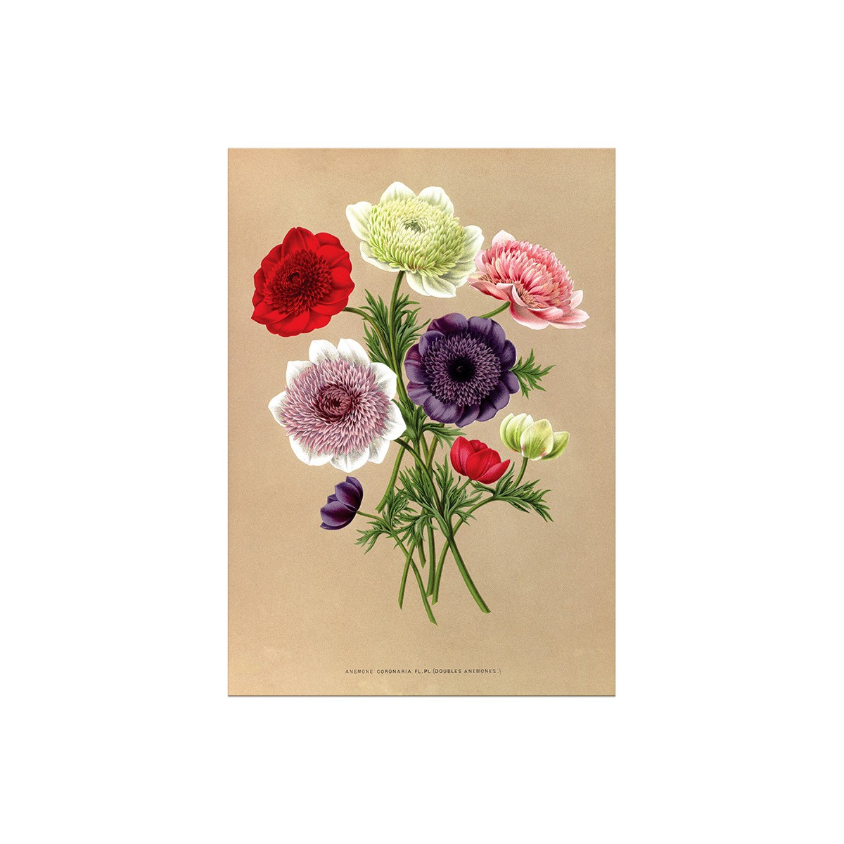 Постер "Botanical flowers"