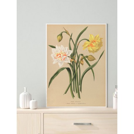 Постер "Botanical flowers"