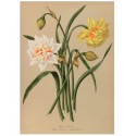 Постер "Botanical flowers"