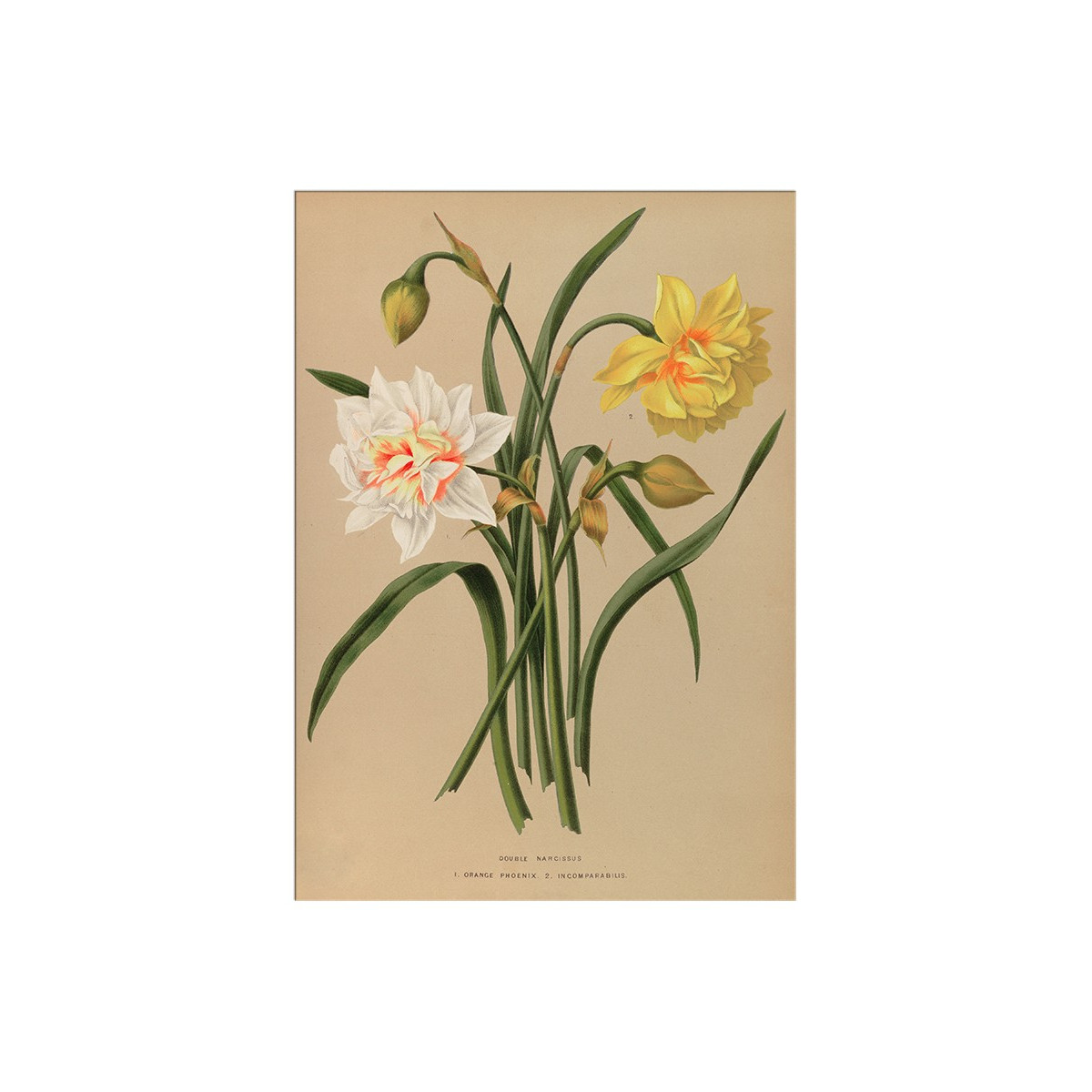 Постер "Botanical flowers"
