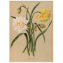 Постер "Botanical flowers"
