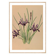 Постер "Botanical flowers"