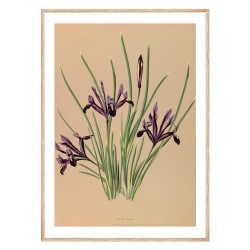 Постер "Botanical flowers"