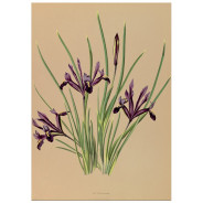 Постер "Botanical flowers"