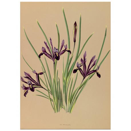 Постер "Botanical flowers"