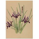 Постер "Botanical flowers"