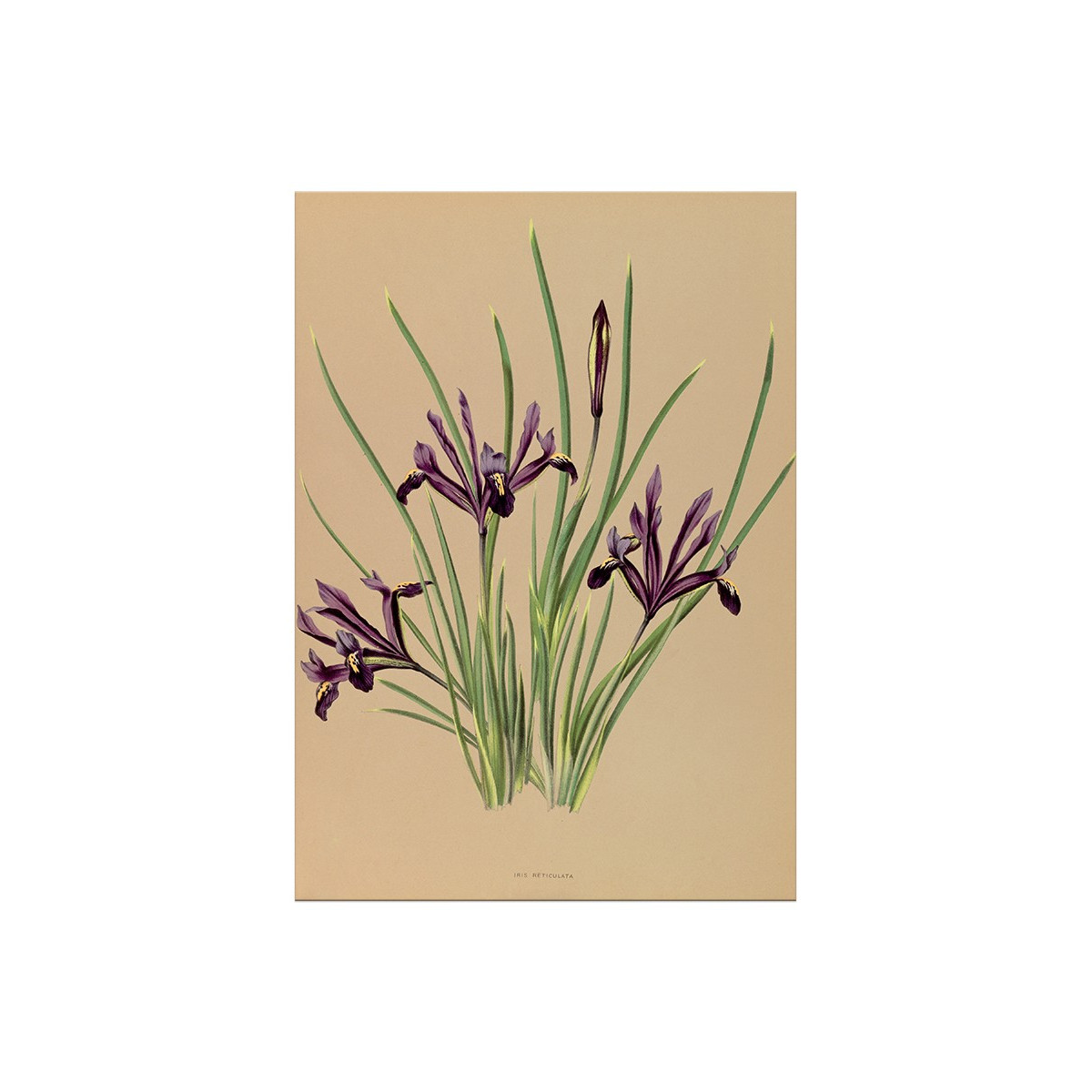Постер "Botanical flowers"