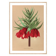 Постер "Botanical flowers"