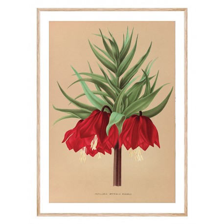 Постер "Botanical flowers"