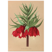 Постер "Botanical flowers"