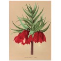 Постер "Botanical flowers"