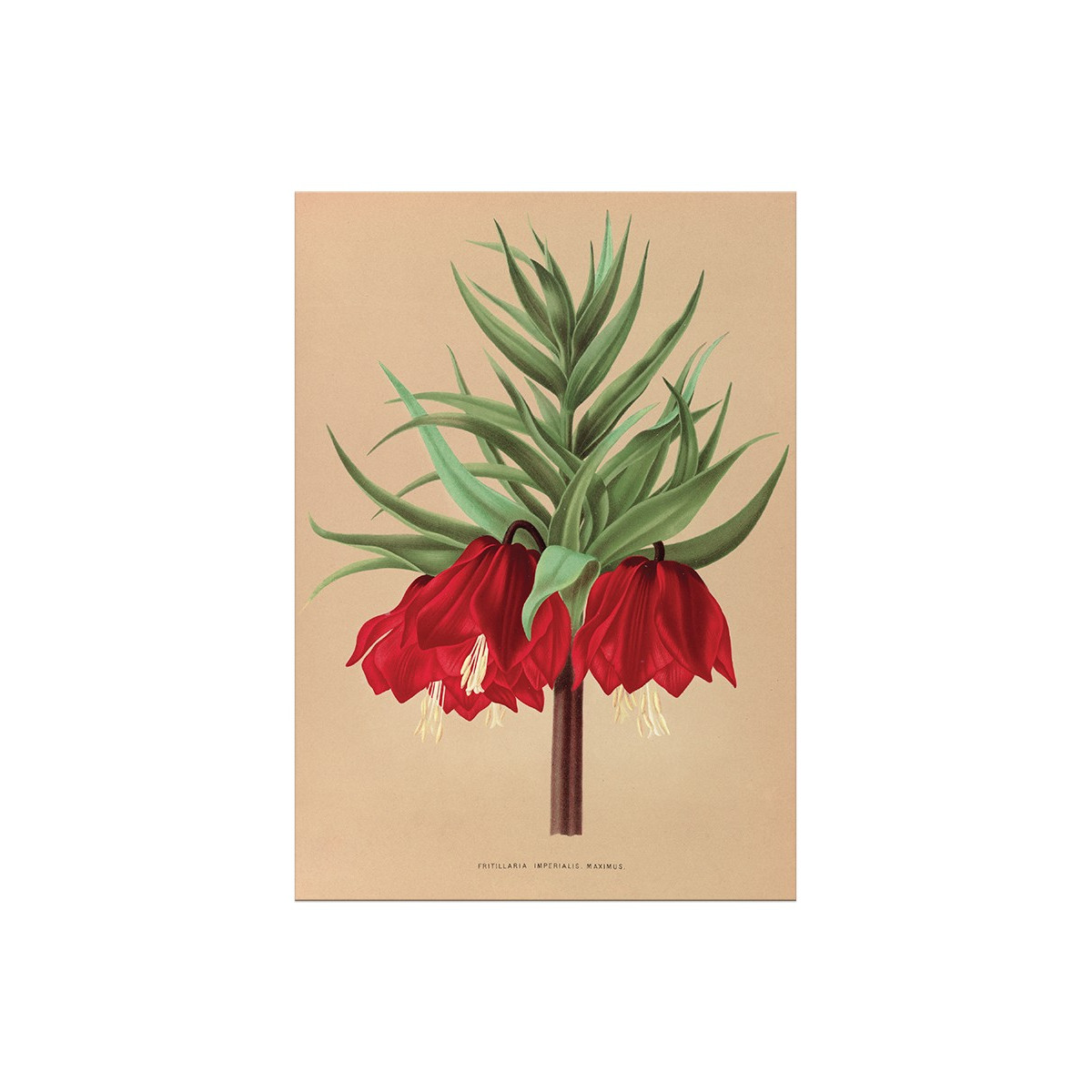 Постер "Botanical flowers"