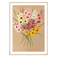 Постер "Botanical flowers"