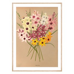 Постер "Botanical flowers"