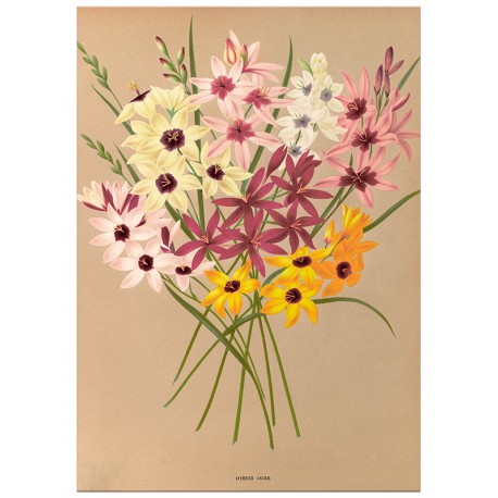 Постер "Botanical flowers"