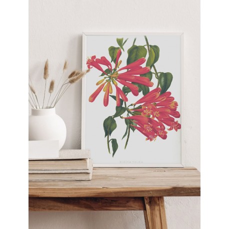 Постер "Botanical flowers"