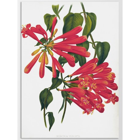 Постер "Botanical flowers"