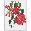 Постер "Botanical flowers"