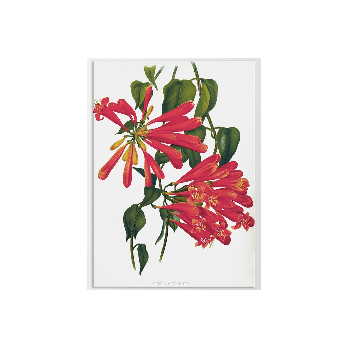 Постер "Botanical flowers"