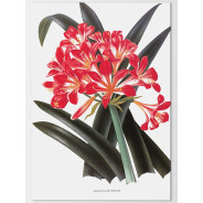Постер "Botanical flowers"