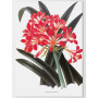 Постер "Botanical flowers"