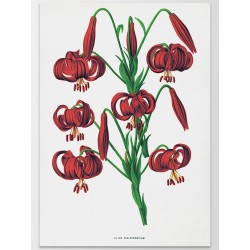 Постер "Botanical flowers"