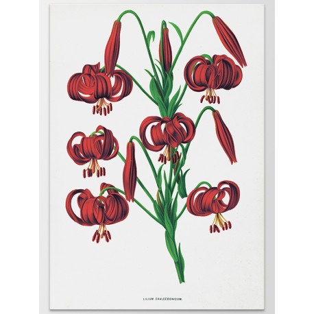 Постер "Botanical flowers"