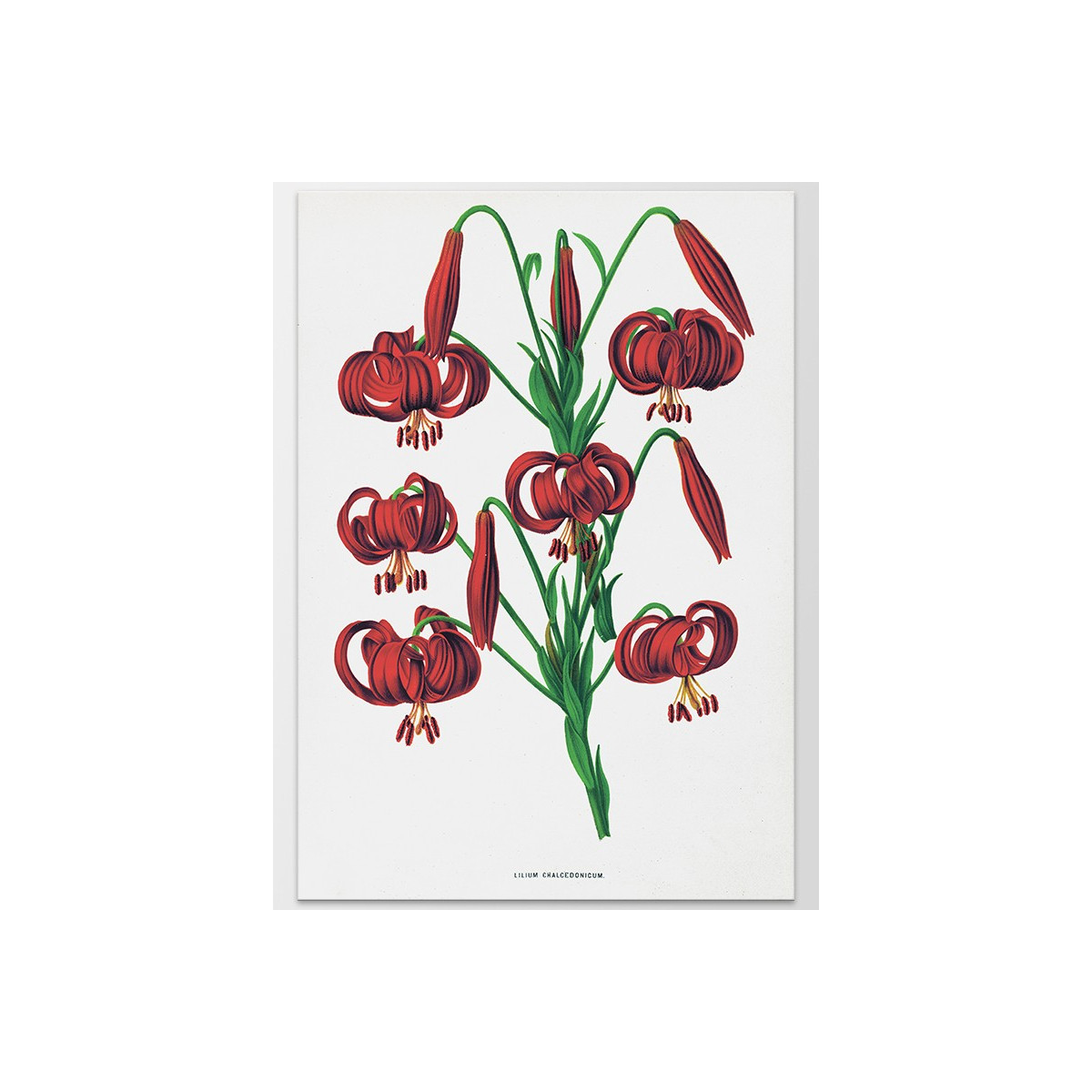 Постер "Botanical flowers"