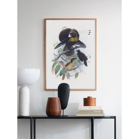 Постер "Botany. Birds"