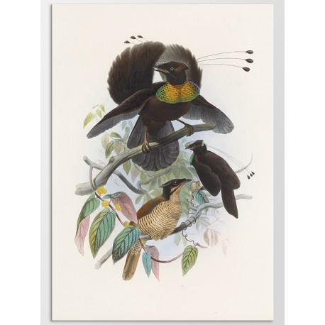 Постер "Botany. Birds"