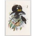 Постер "Botany. Birds"