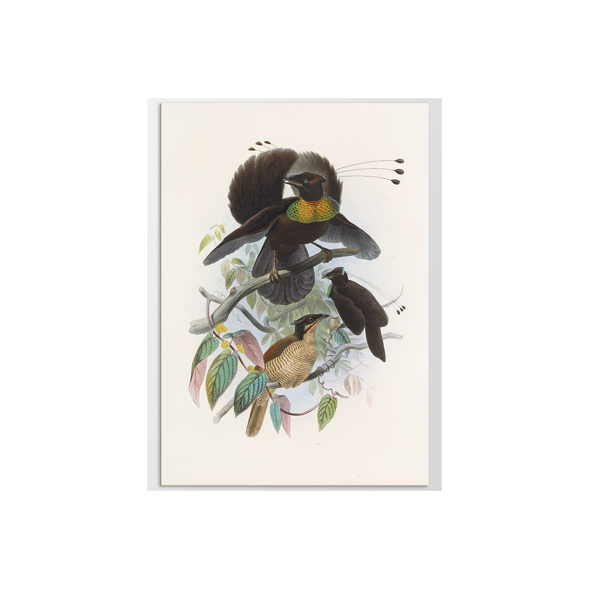 Постер "Botany. Birds"
