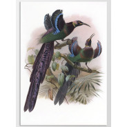 Постер "Botany. Birds"