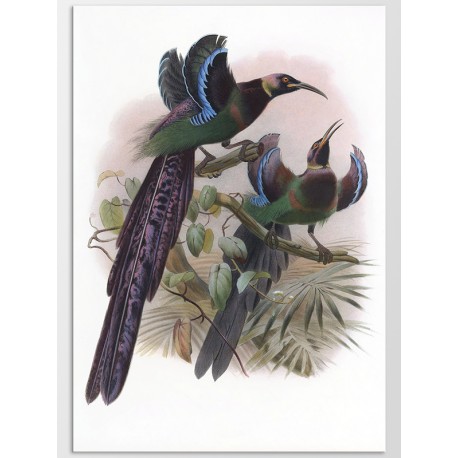 Постер "Botany. Birds"