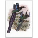 Постер "Botany. Birds"