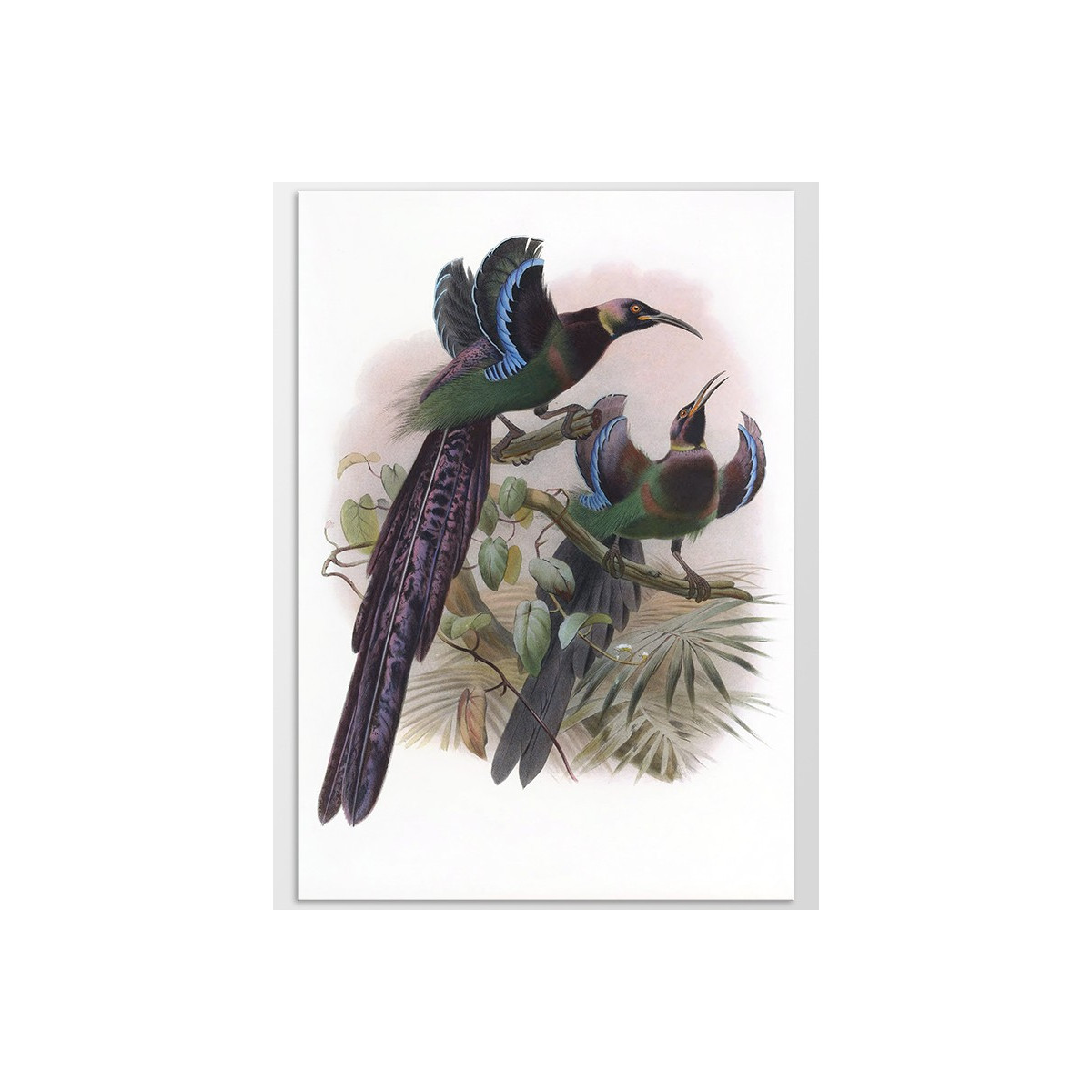 Постер "Botany. Birds"