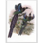 Постер "Botany. Birds"