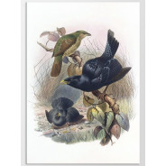 Постер "Botany. Birds"