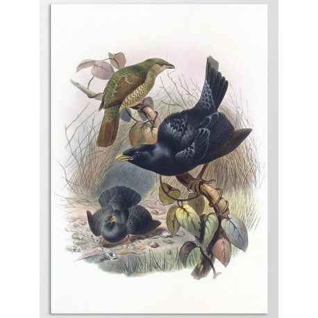 Постер "Botany. Birds"