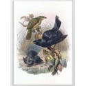 Постер "Botany. Birds"