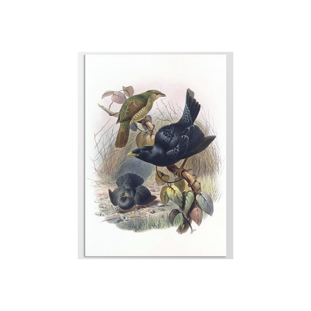 Постер "Botany. Birds"