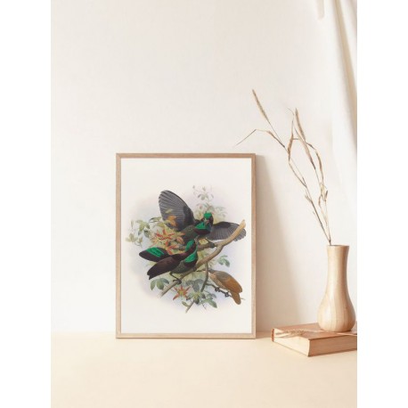 Постер "Botany. Birds"